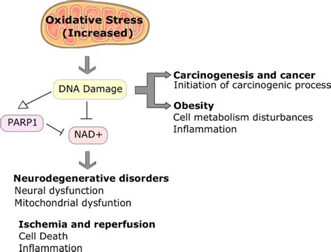 Oxidative Stress And Dna Damage In Human Diseases In Neurodegenerative