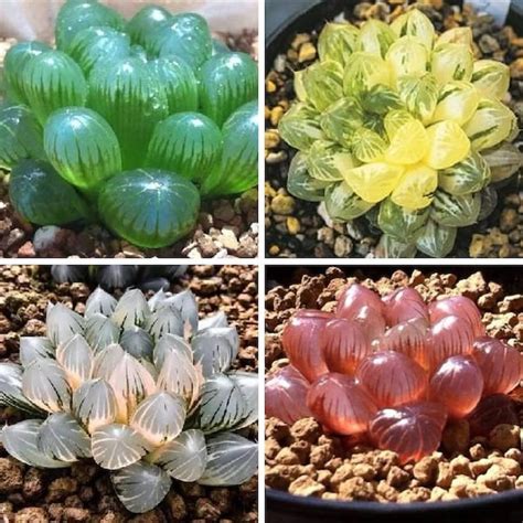 Succulent Seeds Etsy