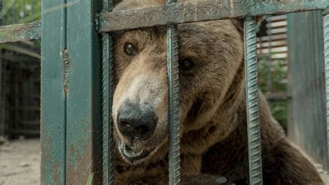 Braunbär aus extremer Haltung gerettet Jetzt kann er aufatmen