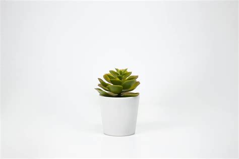 Green Succulent Plant In White Pot · Free Stock Photo