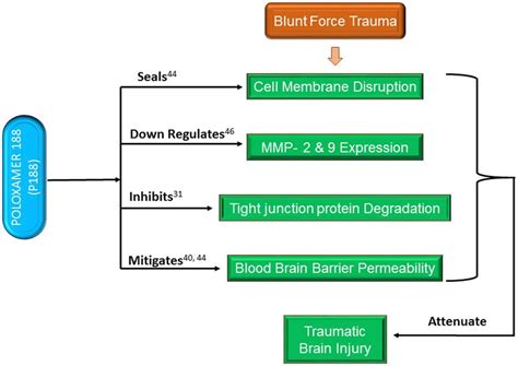 Schematics Showing The Potential Mechanisms Underlying The Protective