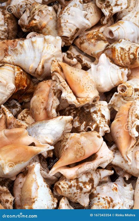 White Conch Shell Isolated Portrait View With Sand Stock Photo Image