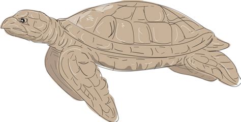 Hawksbill Sea Turtle Side Drawing Hawksbill Sea Turtle Aquatic Vector