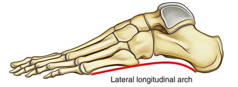 Human Anatomy Flat And Normal Arch Eps Svg Png Files Ph