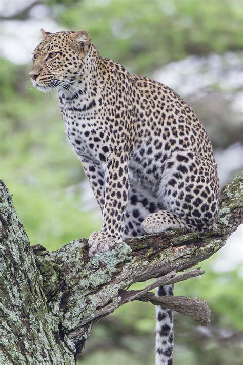 Leopard Sitting Up In Tree On Three Photograph By James Heupel Pixels