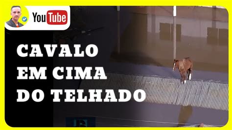 Cavalo Caramelo Em Cima Do Telhado Viral Cavalo YouTube