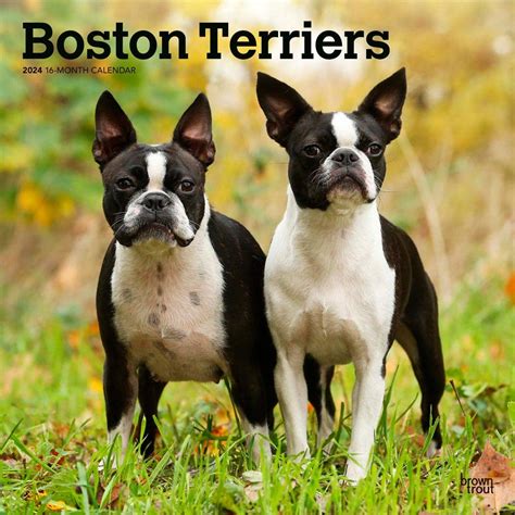 Boston Terriers X Inch Monthly Square Wall Calendar