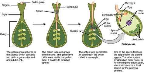 Double Fertilization Download Scientific Diagram