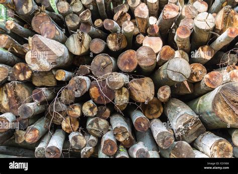 Stacked Wood In A Pile Stock Photo Alamy