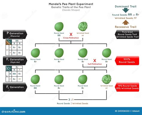 Seeds Shape Genetic Trait Pea Plant Mendel Experiment Infographic ...