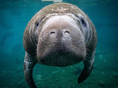 Manatee Hd Wallpapers Top Free Manatee Hd Backgrounds Wallpaperaccess