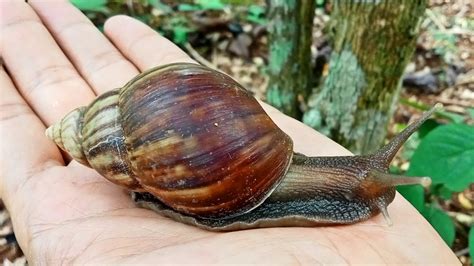 Hunting Snail And Millipedes Mencari Siput Bekicot Dan Luwing Youtube