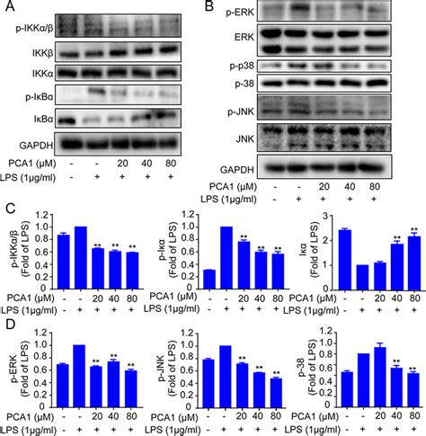 Impact Of Pca On The Nf B And Mapk Pathway In Raw Cells A B