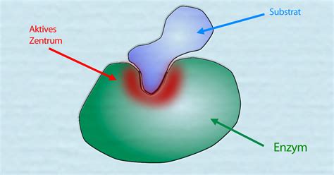 Spezifit T Der Enzyme