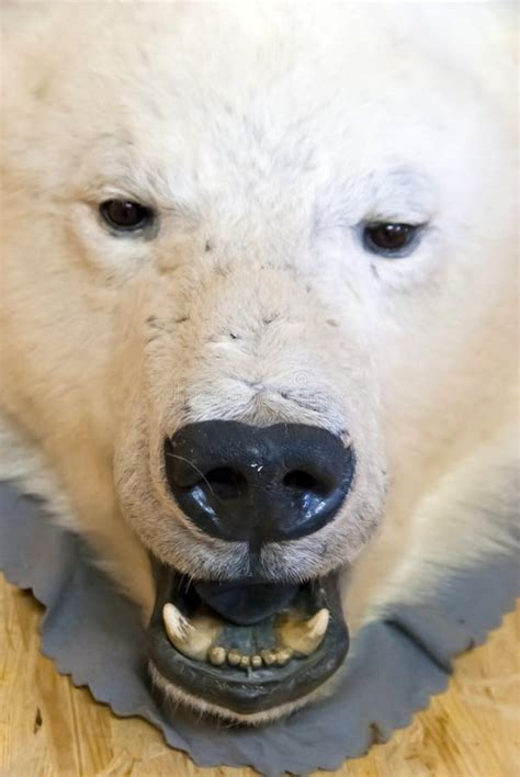 Polar Bear Teeth Stock Photos - Download 256 Royalty Free Photos