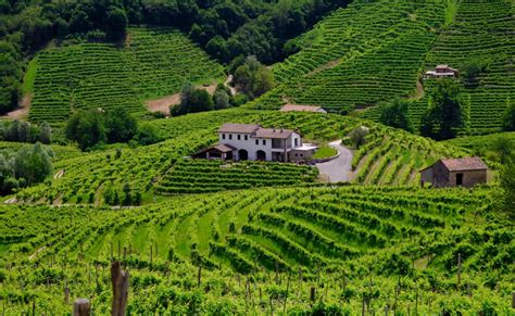 Cammino Delle Colline Del Prosecco Tappe Itinerario E Mappa The Wom