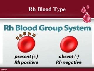 Blood Types Transfusion Organ Transplantation PPT