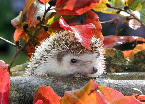 14 Animals With Natural Umbrellas Bored Panda