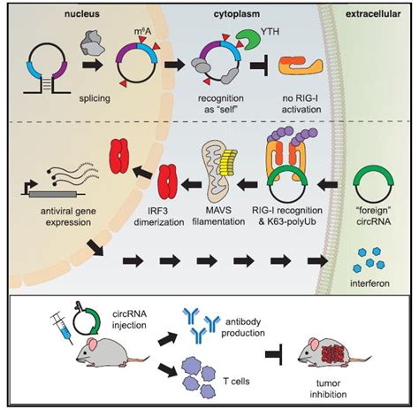 Molecular Cell报道m6a修饰调节环状rna天然免疫 企业动态 丁香通