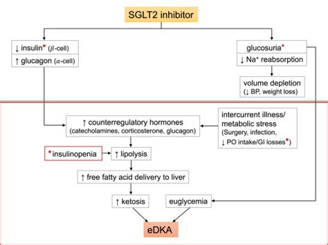 Sglt2 Inhibitor Induced Euglycemic Diabetic Ketoacidosis A Case Report