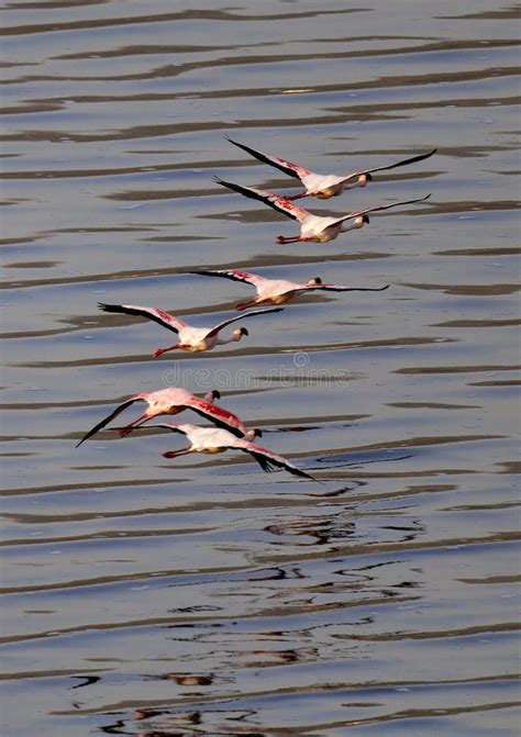 Flamingos In Flight Flying Flamingos Over The Water Of Natron Lake