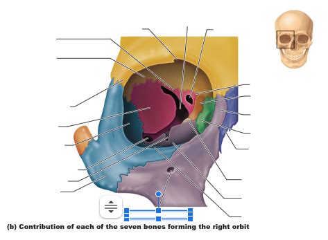 Anatomy - 7 bones of the orbit Diagram | Quizlet