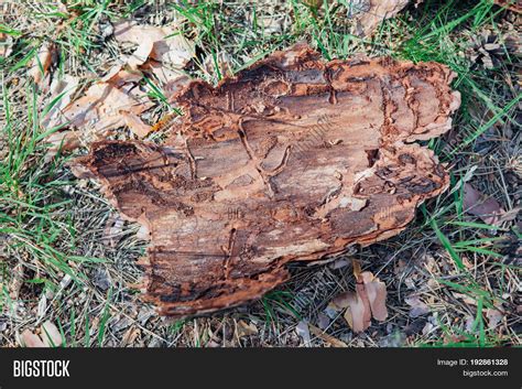 Piece Tree Bark On Image And Photo Free Trial Bigstock