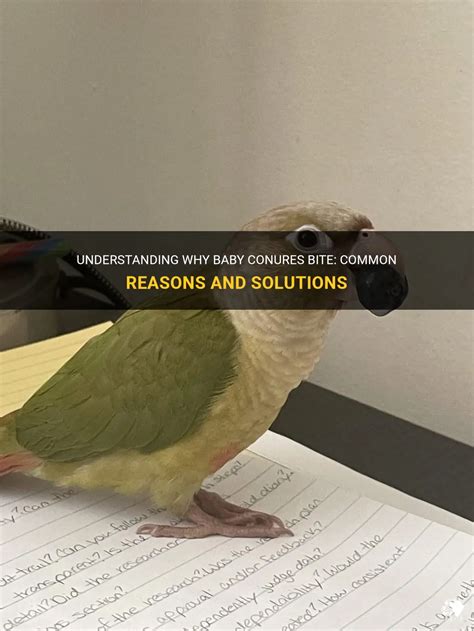 Understanding Why Baby Conures Bite Common Reasons And Solutions PetShun