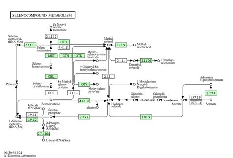 KEGG PATHWAY Selenocompound Metabolism Homo Sapiens Human