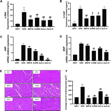 Effect Of Geniposide On Myocardial Injury Markers And Cardiac Structure