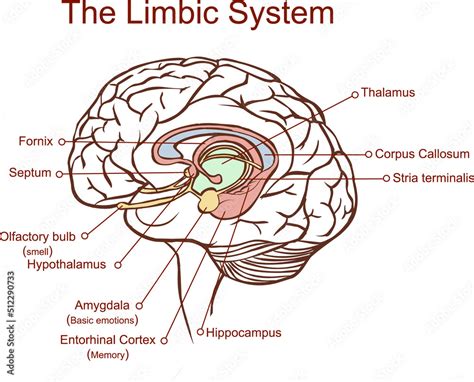 Cross Section Through The Brain Showing The Limbic System And All