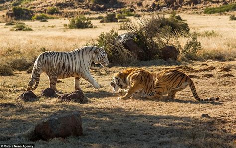 Two Female Tigers Slash And Tear At Each Other In Battle Over Territory