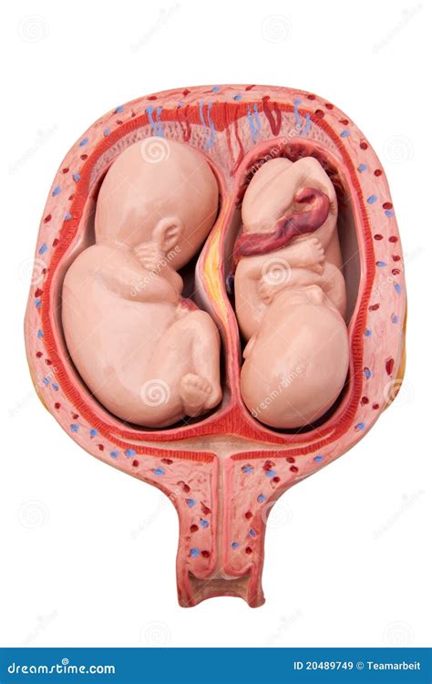 Identical Twins In The Womb At Weeks