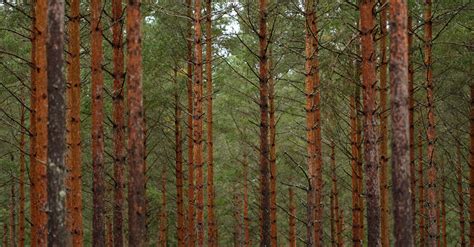 High Conifer Forest · Free Stock Photo