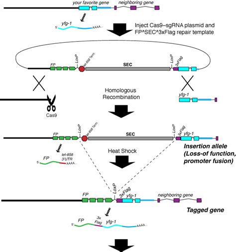 How It Works Cas Triggered Homologous Recombination