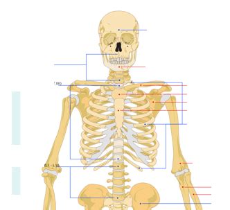 File Human Skeleton Upper Body Anterior Wikimedia Commons Atelier