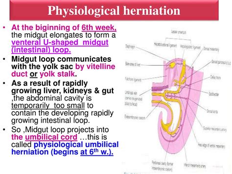 Ppt Development Of Midgut Powerpoint Presentation Free Download Id 2282482