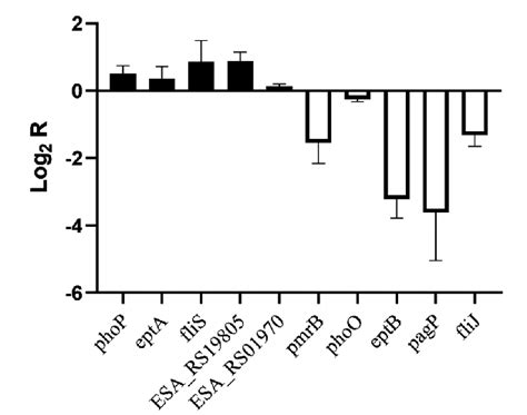 Figure From The Characterization Of Two Component System Pmra Pmrb In