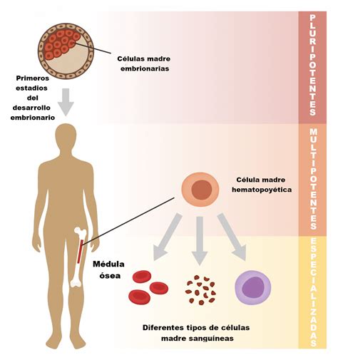 ¿qué Son Las Células Madre Tipos Terapias E Investigación Gen Curioso