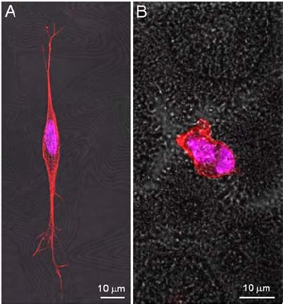 Confocal Images Of Sh Sy Y Cultured Onto A Flat And B Nanorough R