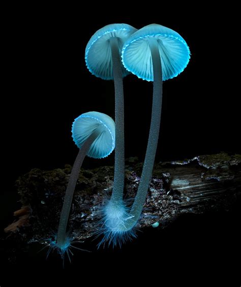 mycena LLC