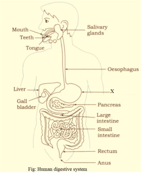 Draw A Neat Labelled Diagram Of The Human Alimentary Canal And