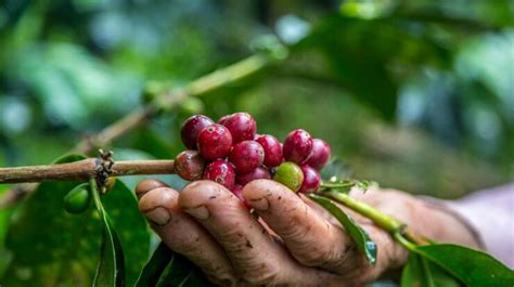 Quem é O Maior Produtor De Café Do Mundo Blog Bicafé Brasil