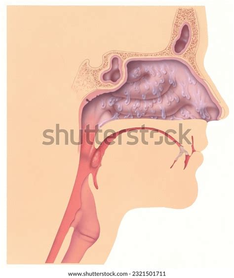 29 Clear Nasal Discharge Royalty-Free Photos and Stock Images | Shutterstock