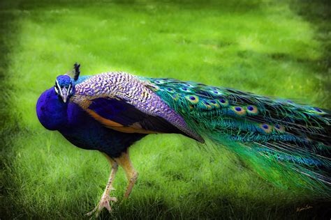 Peacock Beauty 6 Photograph by Madeline Ellis - Fine Art America