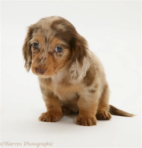 Dog: Dachshund pup photo WP10428