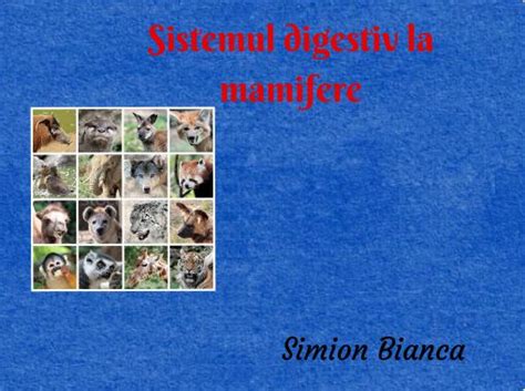 Sistemul Digestiv La Mamifere Free Stories Online Create Books For
