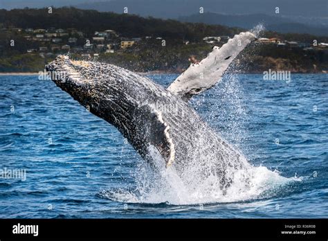 Whale Watching East Coast Australia Hi Res Stock Photography And Images