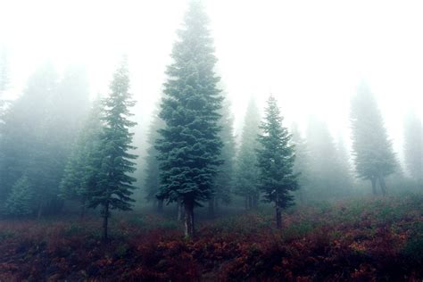 Green Leafed Trees Covered With Fogs Free Photos On Creazilla