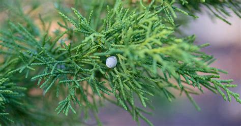 How To Grow And Care For Rocky Mountain Juniper Make House Cool